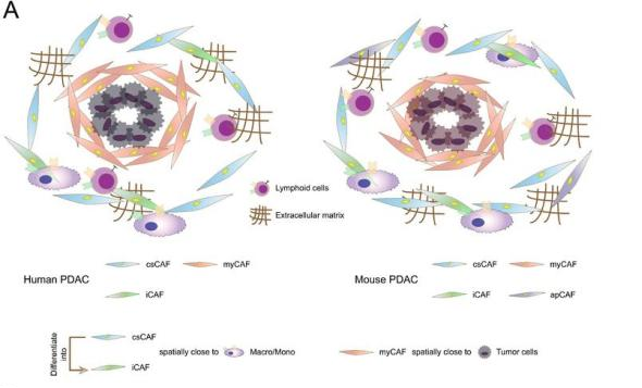 图4. 全面解析CAF的异质性谱与可塑性